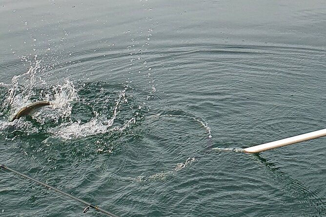 Fishing Tour with a Fishing Boat at Lake Constance (Untersee) - Key highlights you’ll actually care about