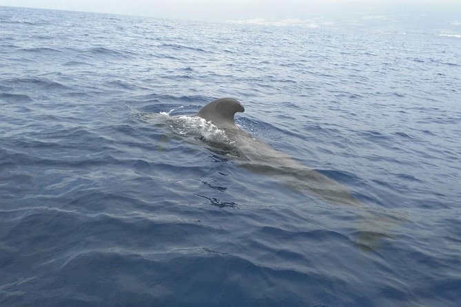 Fishing trip, Tenerife Sea Passion - Who This Trip Is Best For (and Who Should Think Twice)