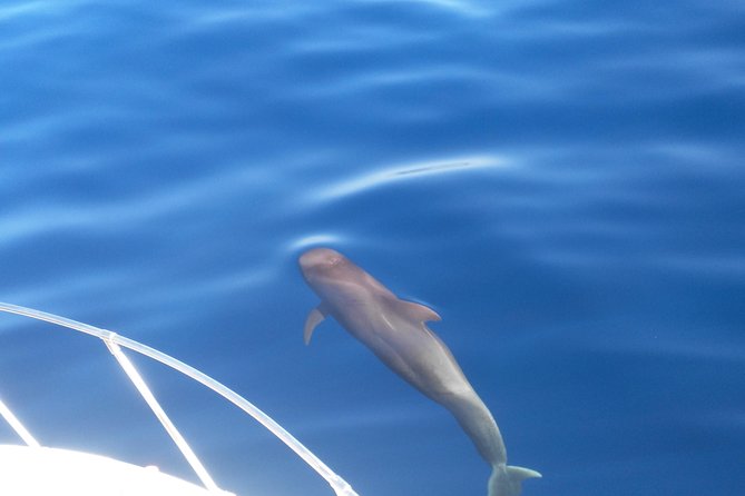 Fishing trip, Tenerife Sea Passion - Gear, Drinks, and the Real Value of $96.54