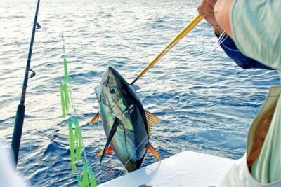 Fishing Trips in Mallorca with Captain Martin - How 4 hours of trolling and bottom fishing really plays out