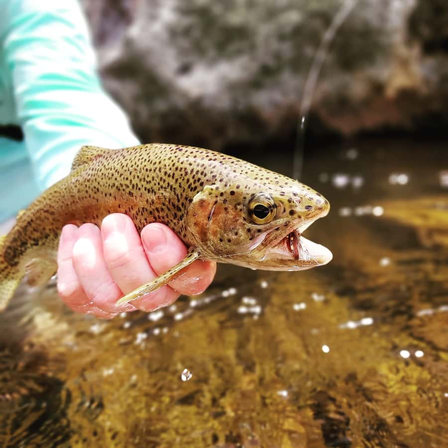 Fly Fishing in Cape Town - Quick highlights you’ll care about