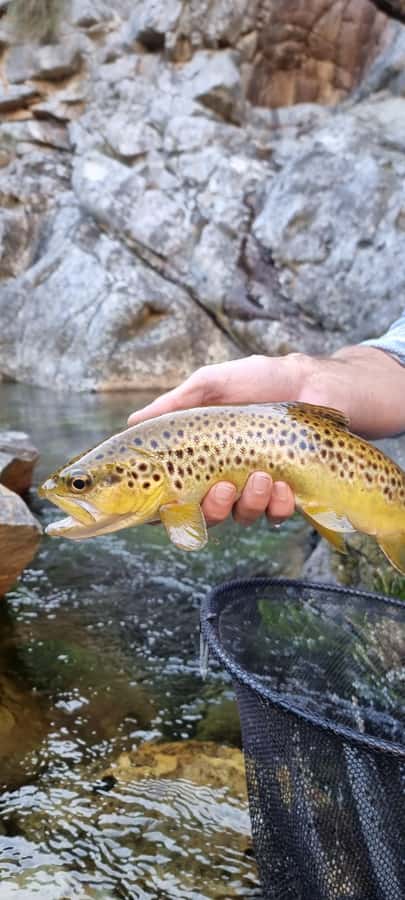 Fly Fishing in Cape Town - Lunch by the river: light food, local and organic options