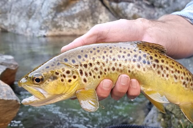 Fly Fishing in Cape Town for Five Hours - Saltwater estuary fishing: leer and garrick on foot or by boat