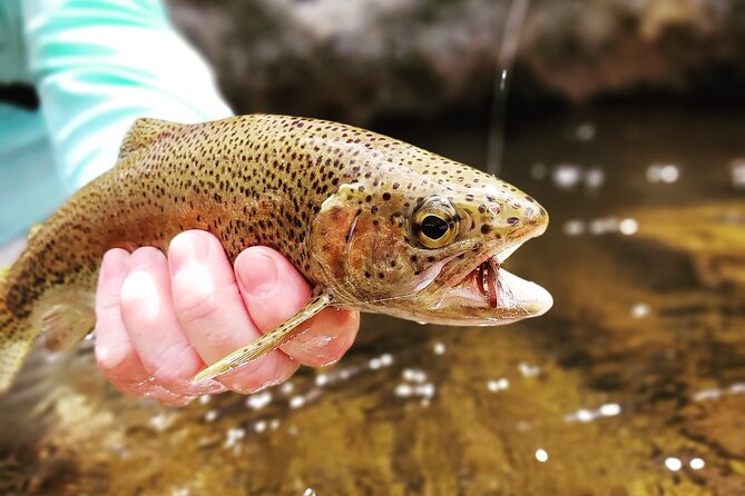 Fly Fishing in Cape Town for Five Hours - The 5-hour reality: how to pace yourself