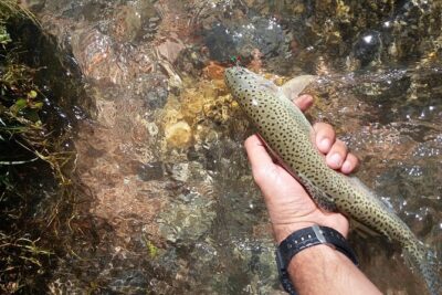 Fly Fishing on Private Andean River Including Barbecue Lunch - La Carrera at 2000m: The Moment You Feel the Altitude