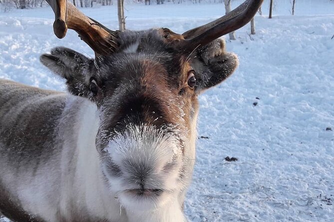 From Ivalo: Ice Fishing Safari to Lake Inari, reindeers & lunch - Snowmobile-drawn sleigh ride: trading roads for quiet winter