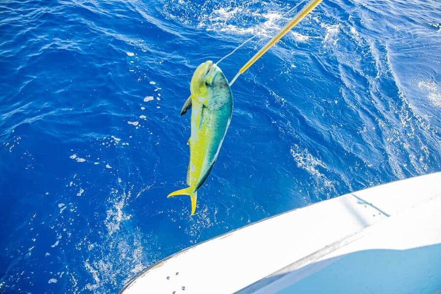 From Punta Cana: Deep Sea Fishing Tour by Boat with Drinks - Fishing Gear and Crew Help: Why Beginners Aren’t Left Behind