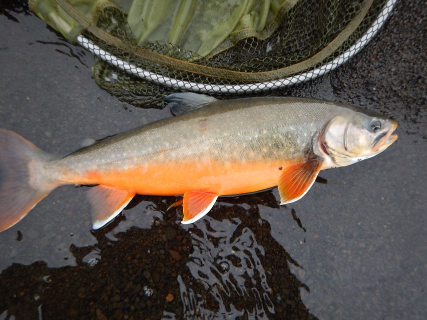 From Reykjavik: Lake and River Fishing Tour - Who This Tour Fits Best (and Who Might Skip It)