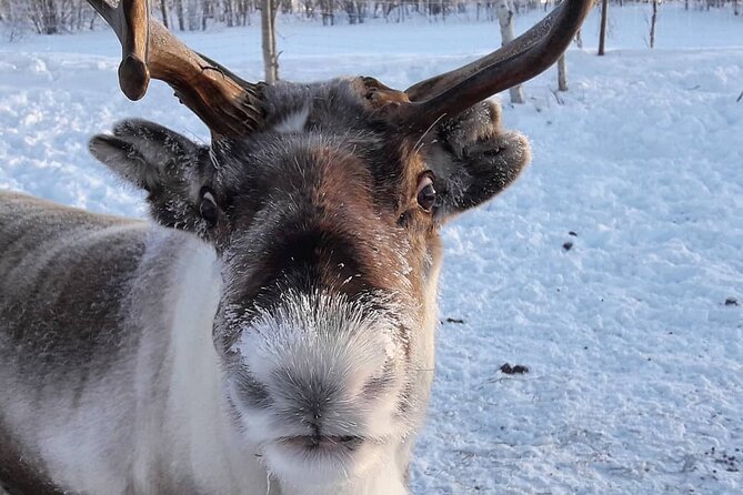From Saariselkä: Ice Fishing Tour to Lake Inari, reindeers &lunch - Reindeer time: a Lapland moment that fits the day