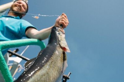 From Svolvaer: Lofoten Fishing Boat Cruise - Lofoten Sea Fishing Time: searching for cod and pollock the real way