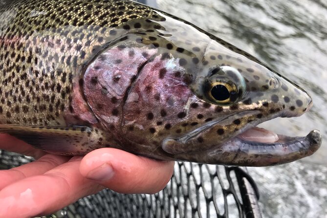 Full day fishing trips - Price and what you’re actually paying for ($325 for 8 hours)