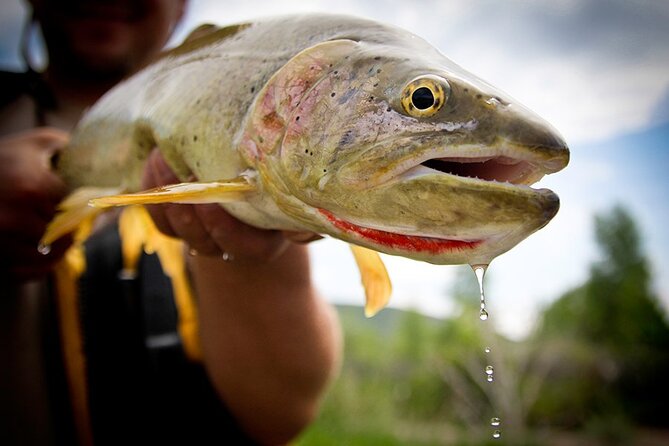 Full Day Private Fly Fishing in Yellowstone - Starting in West Yellowstone: What the Meeting Feels Like