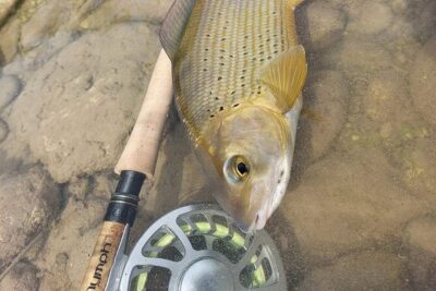 Full Day Private Guided Fishing Charter along the Isonzo Front - Price and value: what $324.43 covers (and what it doesn’t)
