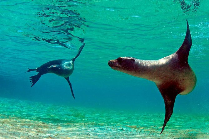 Full Day Tour Pinzon Island + La Fe/Las Palmas - Snorkeling & Fishing - Las Palmas vs La Fe: how weather changes the plan