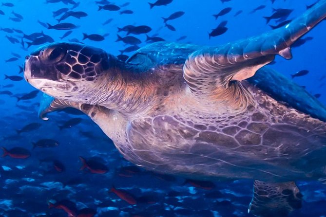 Full Day Tour Pinzon Island + La Fe/Las Palmas - Snorkeling & Fishing - Fishing between snorkels: lure-only rules and what you might catch