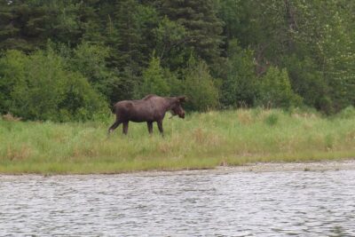 Full-Day Upper Kenai River Guided Fishing Trip - What You Can Catch: Trout, Char, and Seasonal Salmon Rules