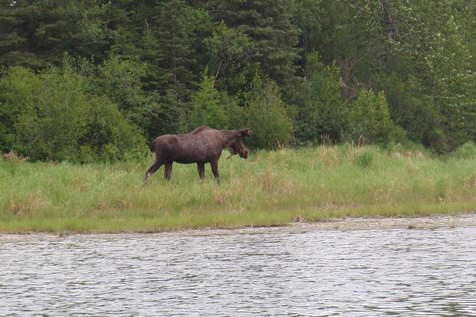 Full-Day Upper Kenai River Guided Fishing Trip - What You Can Catch: Trout, Char, and Seasonal Salmon Rules