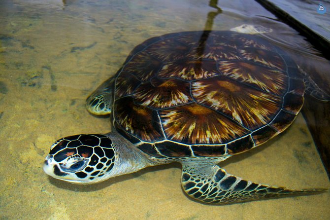 Galle Day Tour: Boat Safari, Dutch Fort, Stick Fishing & Turtles - Pickup, timing, and the comfort factor