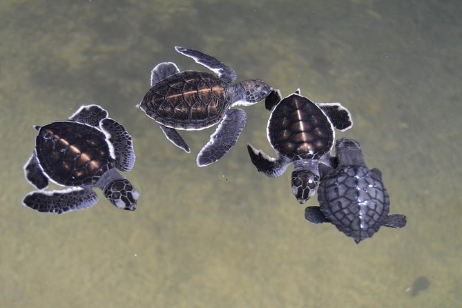 Galle Day Tour: Boat Safari, Dutch Fort, Stick Fishing & Turtles - Sea turtles at Victor Hasselblad: short visit, real conservation context