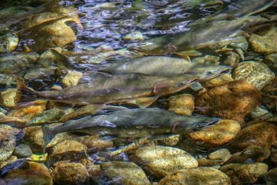 Guided Fishing Adventure in Whistler - Hotel pickup, provided waders, and fly-rod learning you don’t have to sweat