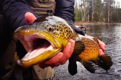 Guided Fishing Trip in Jackson Hole - Itinerary Reality: Multiple Waters, One Day Focused on Trout