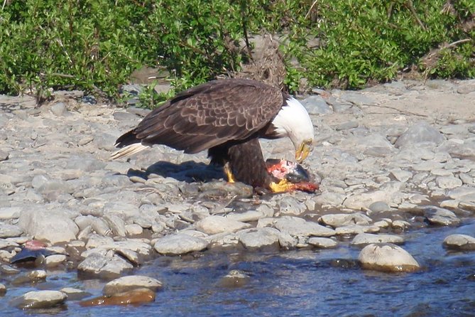Half-Day Fishing Trip on the Kenai River - Price and value: what $463.50 per person gets you