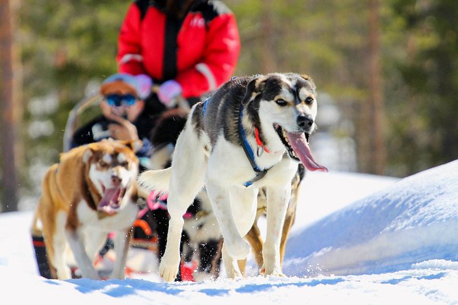 Half-Day Husky Safari and Salmon Ice Fishing Experience - Key Highlights You’ll Care About