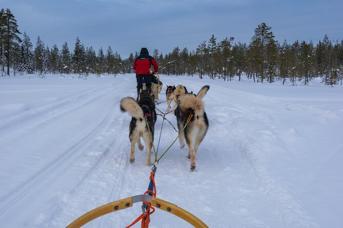 Half-Day Husky Safari and Salmon Ice Fishing Experience - Husky Sledding in Lapland: The Ride Setup