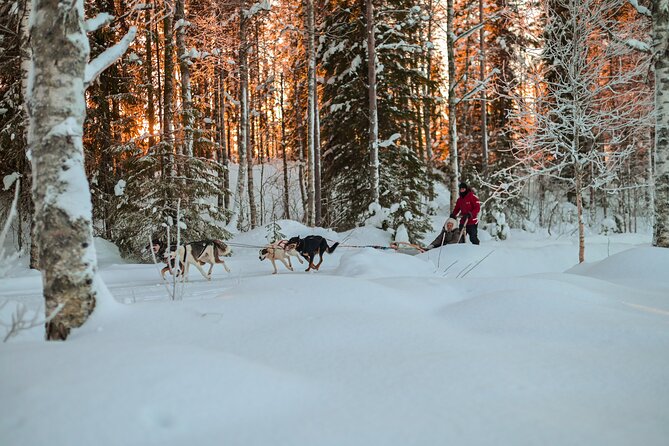Half-Day Husky Safari and Salmon Ice Fishing Experience - If You Catch a Salmon: Smoked On Site or Saved for Home