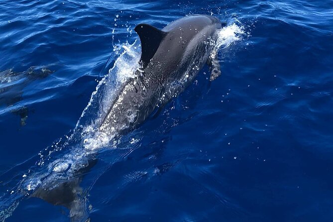 Half Day Private Cruise Tour with Snorkeling and Fishing in Kona - A Private Half-Day on Kona: What 5 Hours Really Means