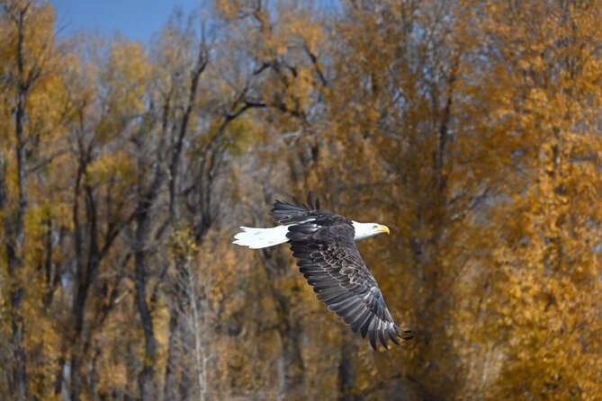 Half-Day Traditional Driftboat Fly Fishing at Jackson Hole - Yellowstone Stop: Another Big-Name Backdrop and Wildlife Watching