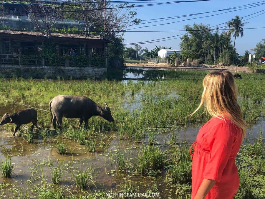 Hoi An : Eco Bicycle Tour with Fishing and Lunch/Dinner - Lunch or dinner in a farmer’s home: what you’ll likely eat