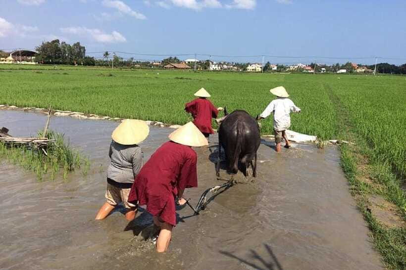 Hoi An Wet Rice Farming Tour-Basket Boat Tour Fishing-Lunch - Crabbing under the coconut trees: hands-on, then live release