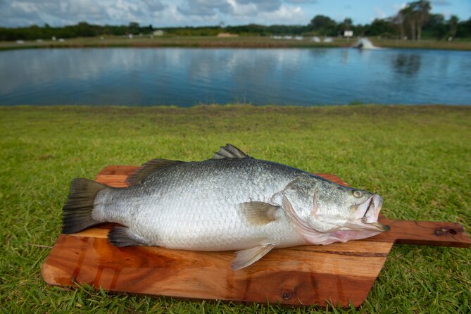 Hook-A-Barra Fishing and Farm Activity - Guided Fishing at the Big Barra Pond: Tips That Help You Catch