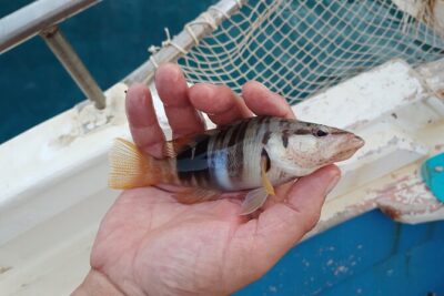 Hook Your Adventure Now with Chania Rod Fishing Experience - The included food and drinks are more than a snack