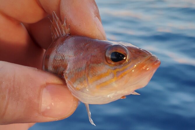 Hook Your Adventure Now with Chania Rod Fishing Experience - Swimming and quiet coastal time (what to expect)