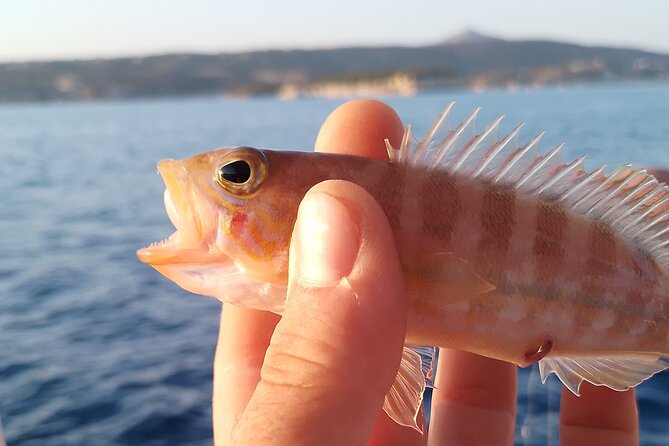 Hook Your Adventure Now with Chania Rod Fishing Experience - Price and logistics: getting there without stress