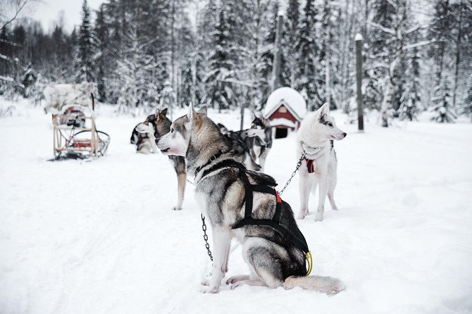 Ice Fishing and Husky - Ice fishing on a frozen lake: your guided spot and the waiting game