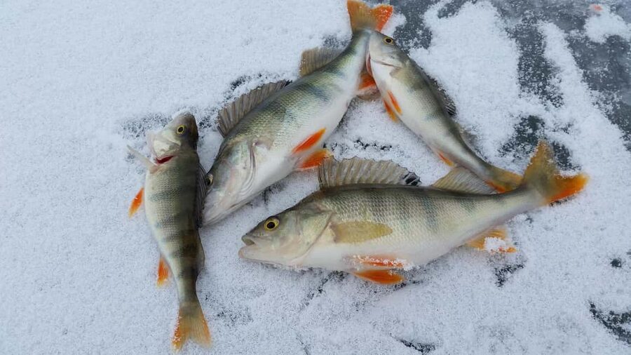Ice-Fishing by Foot on Lake Ylläsjärvi - Getting to Lake Ylläsjärvi and the Safari House start