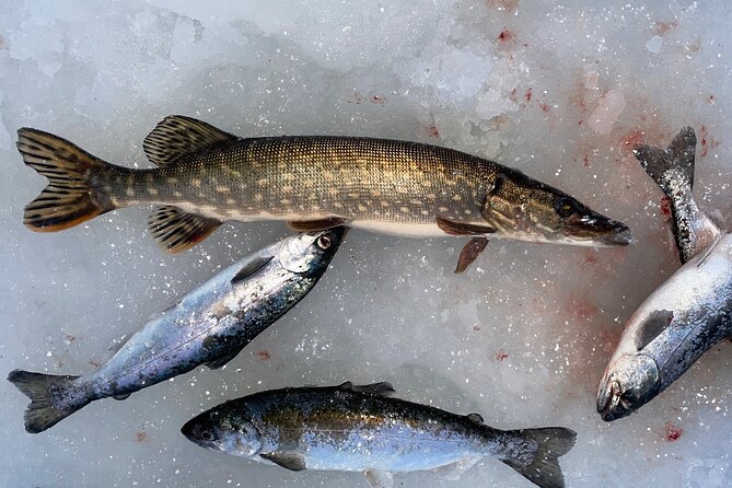 Ice Fishing in Fairbanks - Rods, bait, and guide help: less hassle, more fish