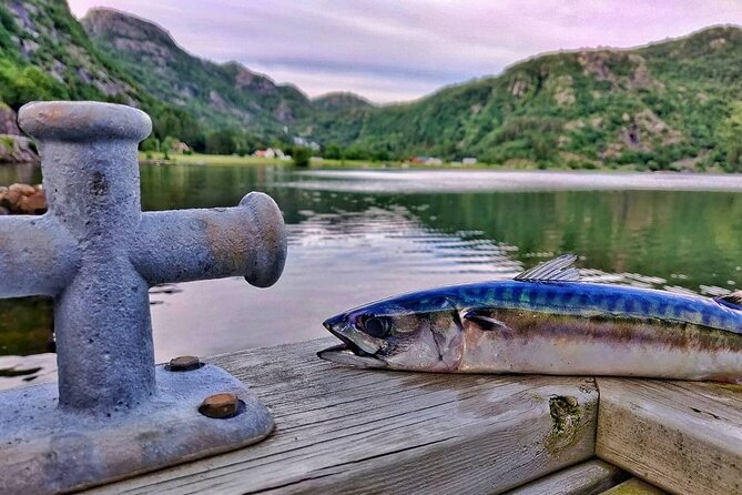Inshore fishing in the Drangefjord - Key highlights you’ll care about