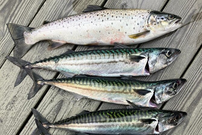 Inshore fishing in the Drangefjord - What you actually do on the water: pots, troll nets, and chasing the best spots