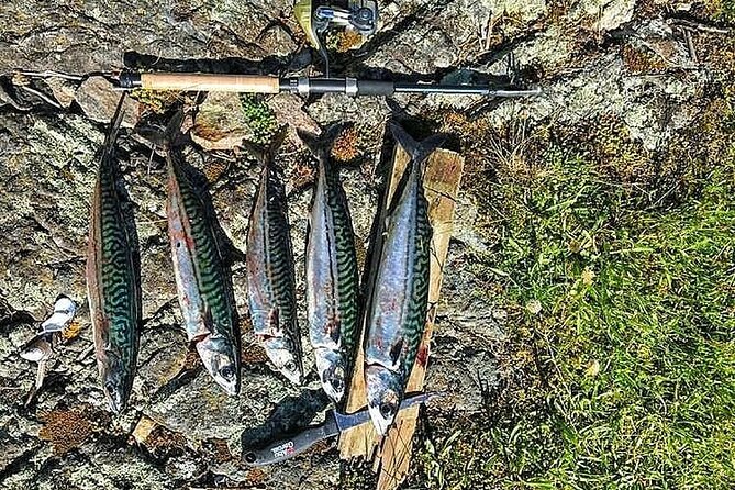 Inshore fishing in the Drangefjord - What you might catch in Drangefjord: sea trout, mackerel, and more