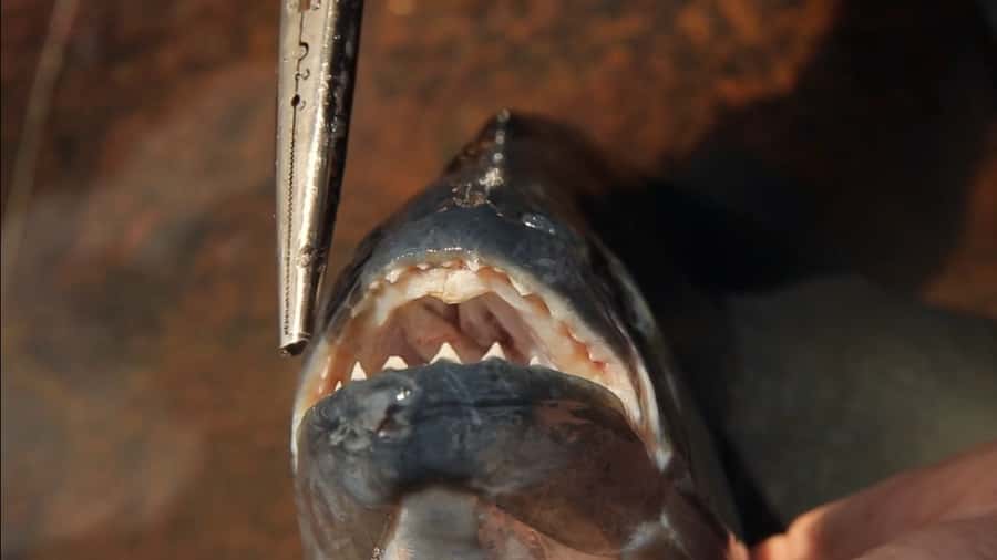 Iquitos: Piranha Fishing Experience in the Amazon jungle - From Boulevard to the Amazon: What the Boat Ride Adds