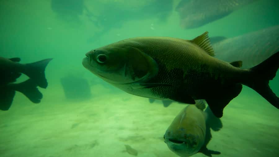 Iquitos: Piranha Fishing Experience in the Amazon jungle - Piranhas Up Close: What Guides Actually Teach You
