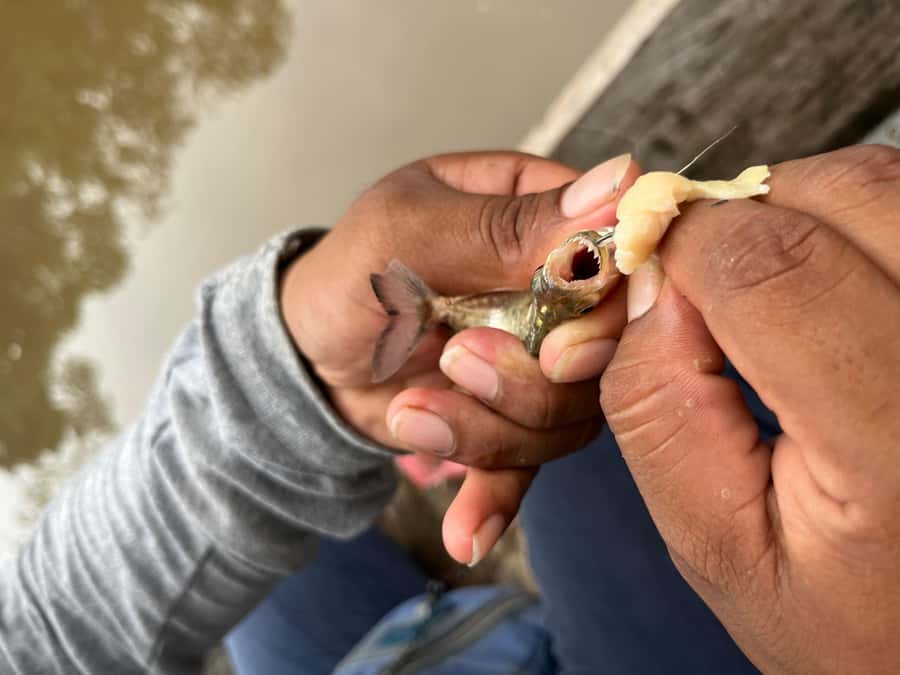 Iquitos: Piranha Fishing Experience in the Amazon jungle - Who This Trip Suits Best (and Who Might Want Something Else)