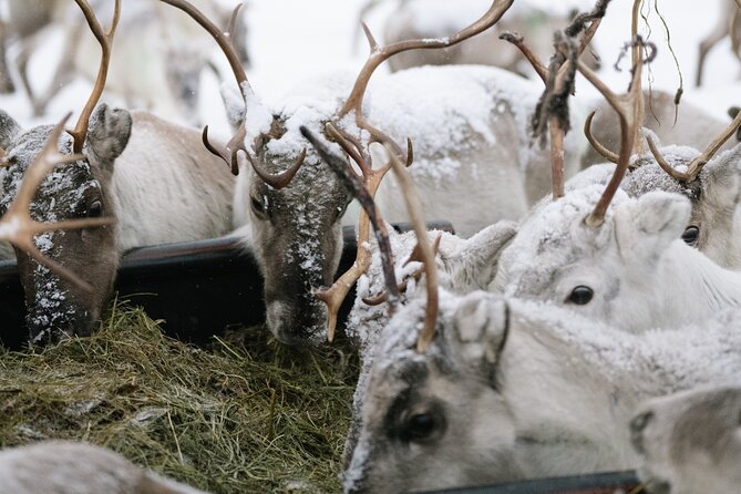 Ivalo: Reindeer herd and fishing experience - Key highlights to know before you go