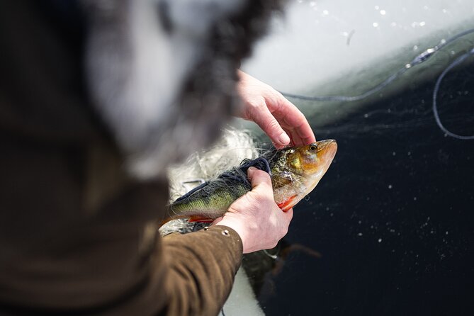 Ivalo: Reindeer herd and fishing experience - How the reindeer herd visit feels more like work than a show