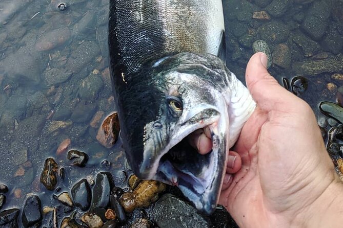 Juneau Shore Fishing Shuttle and Gear - A Half-Day Shuffle That Gets You Wet (and Often Lucky) in Juneau
