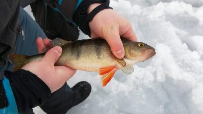 Kemi-Tornio: Ice Fishing Safari with Snowmobiles - Snowmobile over the frozen Bothnian Bay: the ride is the warm-up